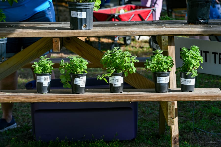 20260306_PlantSale_001_SD