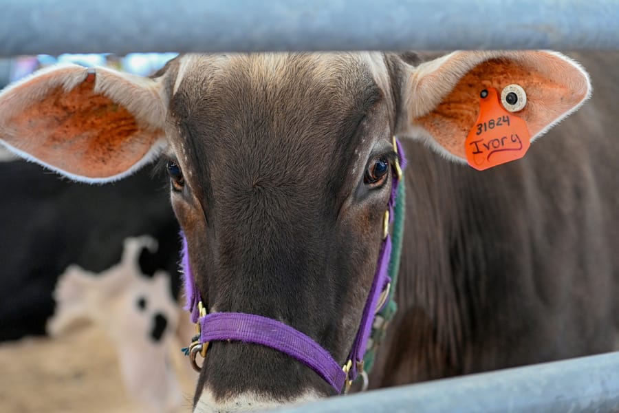 20260313_CountyFair_007_SD