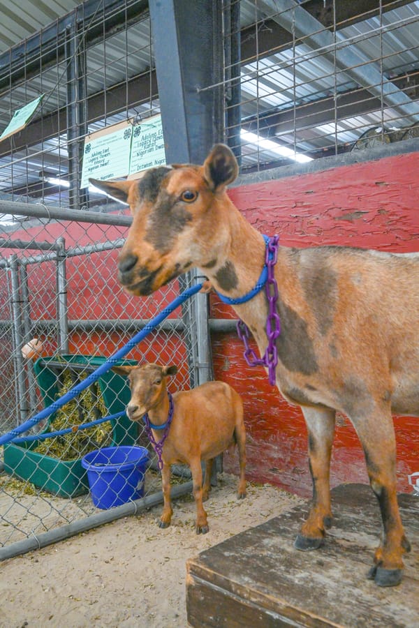 20260313_CountyFair_069_SD