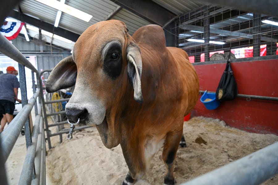 20260316_CountyFair_106_SD