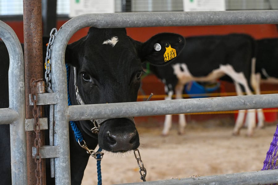 20260313_CountyFair_005_SD