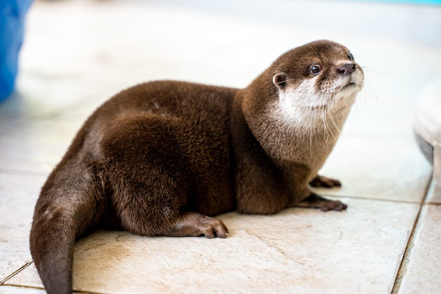 Splash - Search and Rescue Otter_CD-20