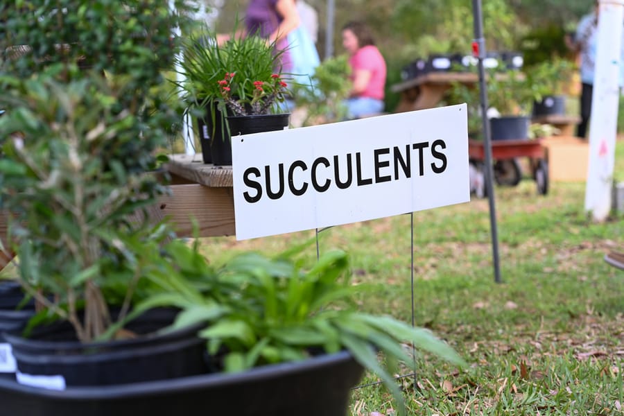 20260306_PlantSale_015_SD