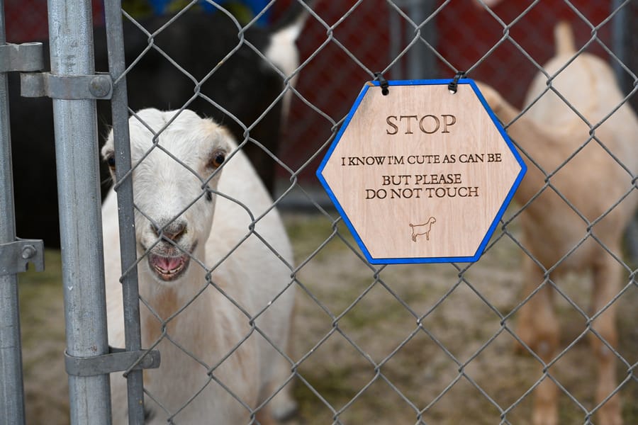 20260313_CountyFair_010_SD