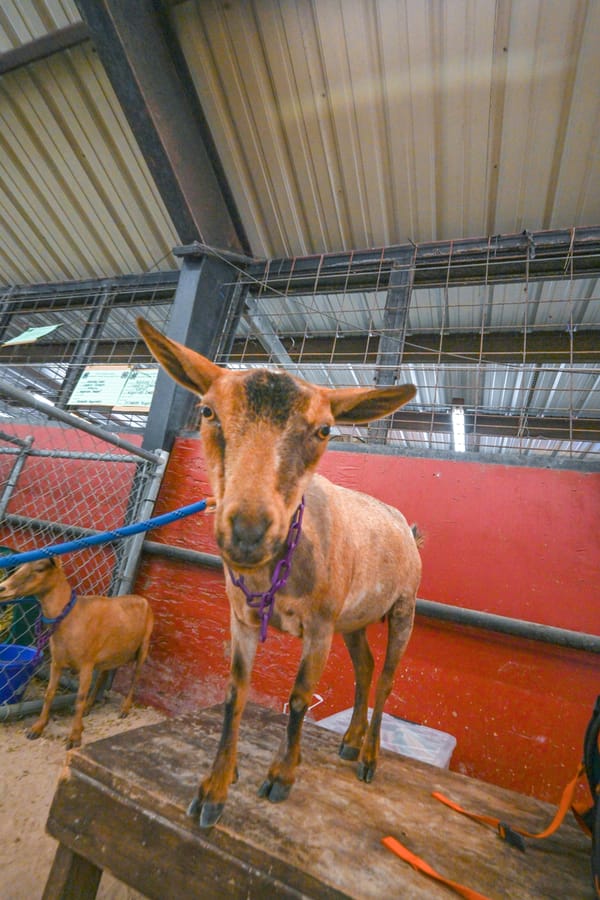 20260313_CountyFair_070_SD