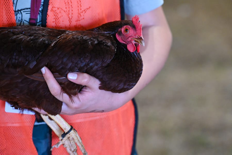 20260313_CountyFair_024_SD