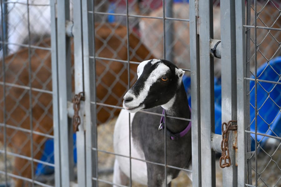 20260313_CountyFair_008_SD