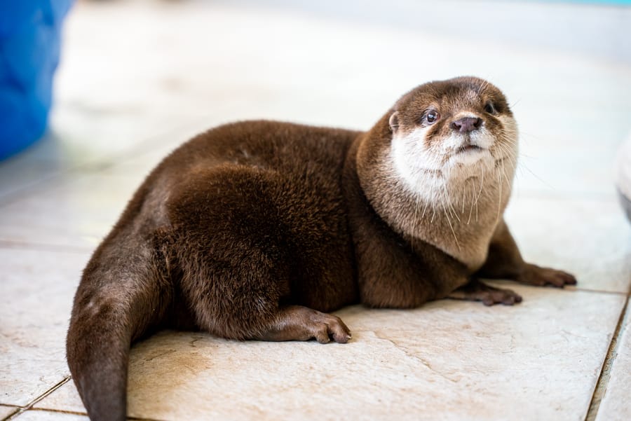 Splash - Search and Rescue Otter_CD-22