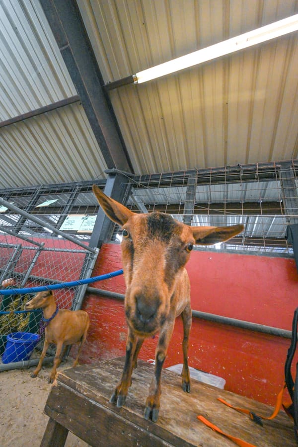 20260313_CountyFair_071_SD