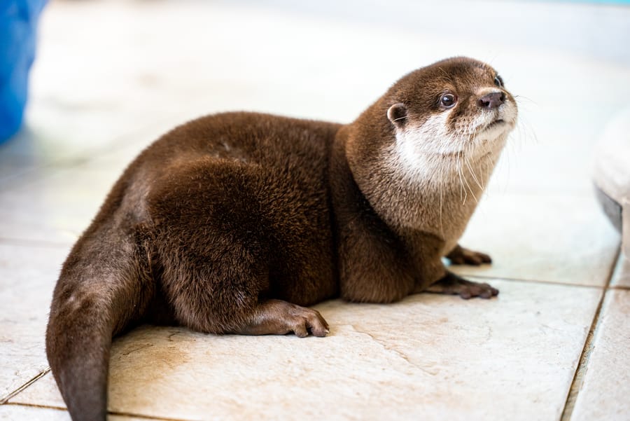 Splash - Search and Rescue Otter_CD-21