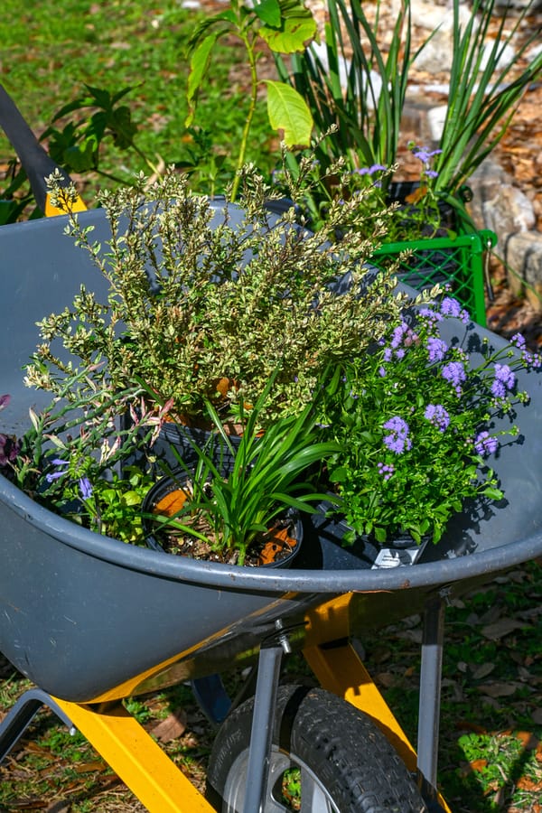 20260306_PlantSale_003_SD