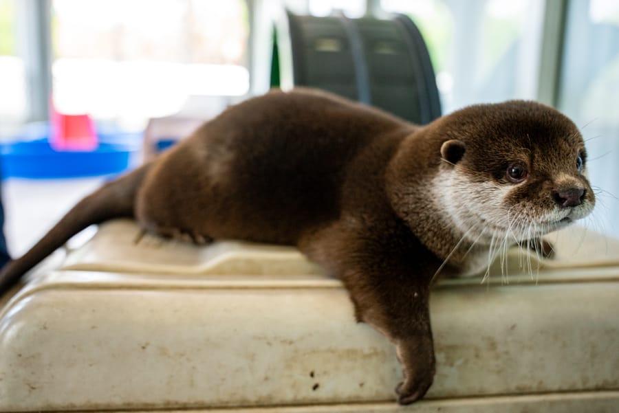 Splash - Search and Rescue Otter_CD-17