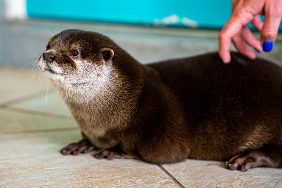 Splash - Search and Rescue Otter_CD-15