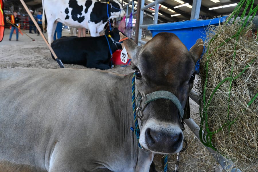 20260313_CountyFair_077_SD