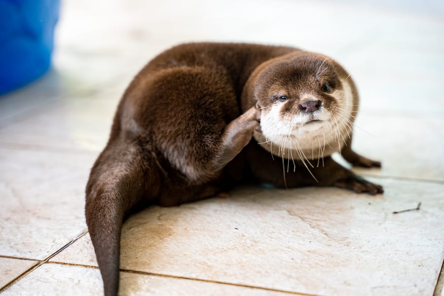 Splash - Search and Rescue Otter_CD-19