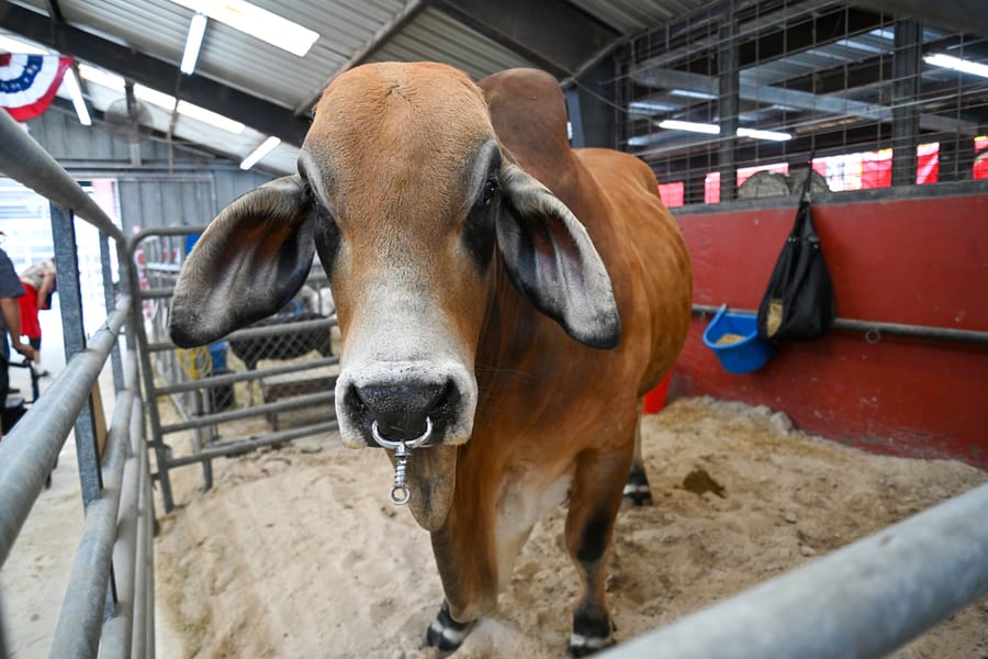 20260316_CountyFair_105_SD