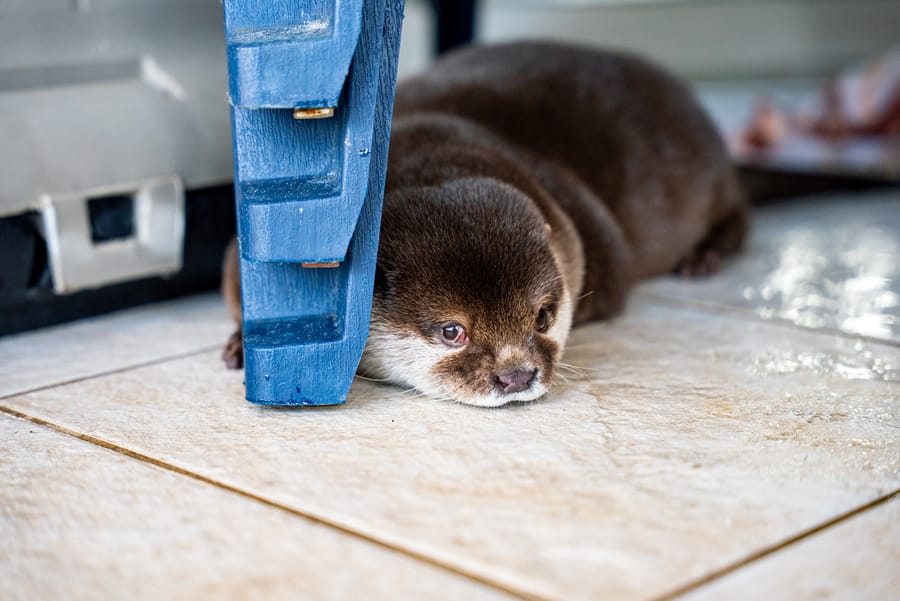 Splash - Search and Rescue Otter_CD-18