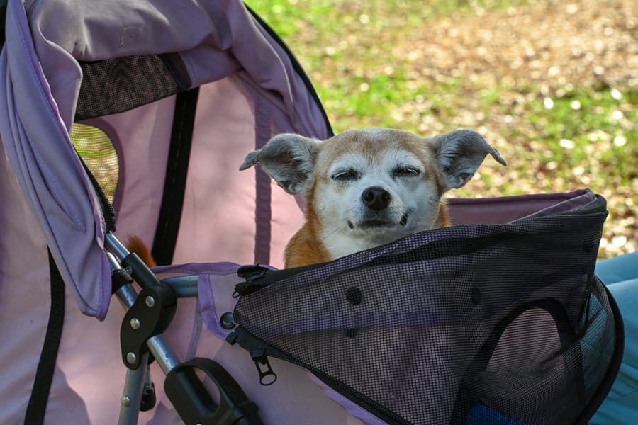 20260306_PlantSale_007_SD