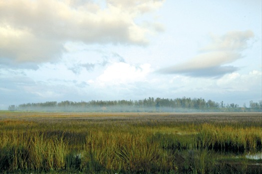 Everglades Vista
