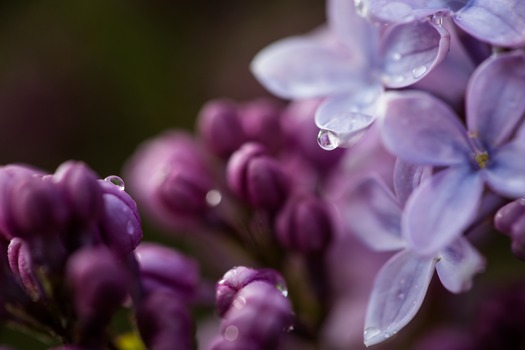 Lilac-Festival-2016-601