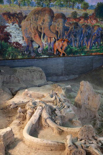 Waco - Mammoth Site Mural 11-16-10 10