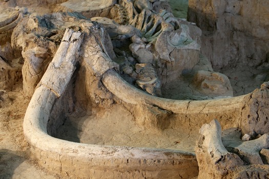 Waco - Mammoth Site Mural 11-16-10 04