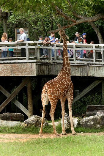 Cameron Park Zoo 05-09-16 11