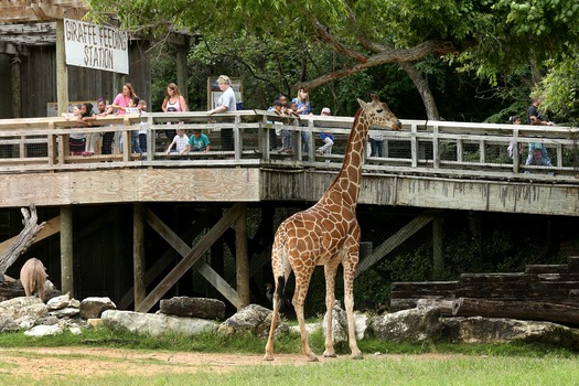 Cameron Park Zoo 05-09-16 12