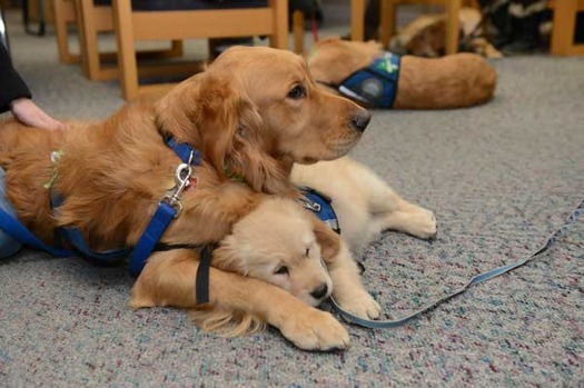 thumbRNS-COMFORT-DOGS010412a