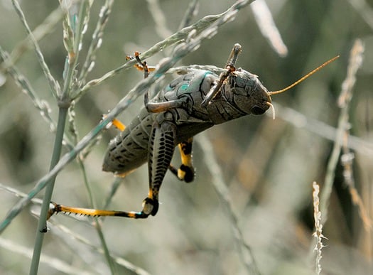 thumbRNS-LOCUST-EGYPT030513