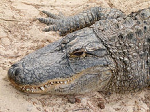 File:Alligator_mississippiensis_-_Oasis_Park_-_13