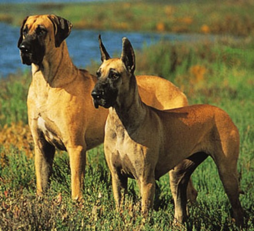 greatdanes