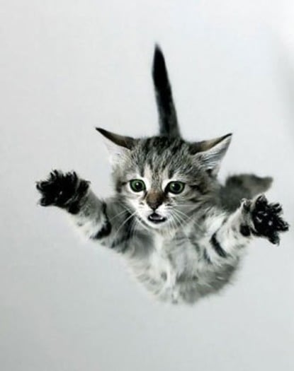 flying-kitten-cat-catapult1