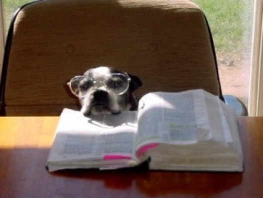 bible_reading_dog_3001