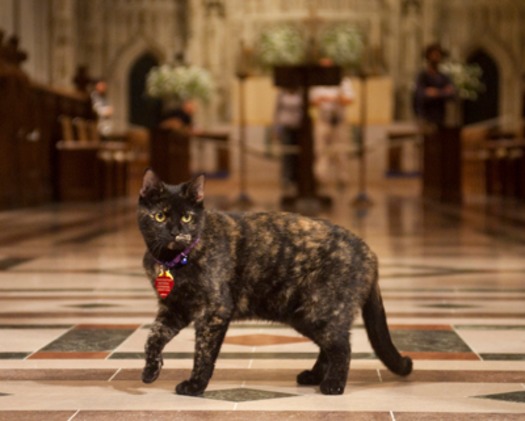 RNS CATHEDRAL CAT b