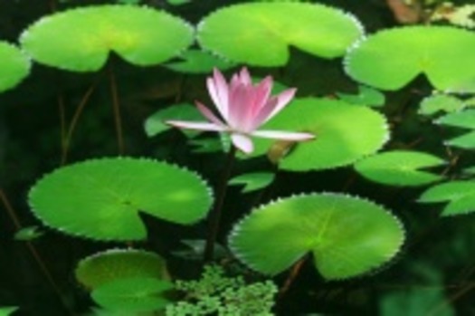 lotus_2001