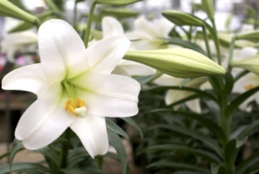 easter_lily_3001