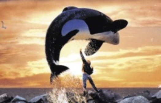 freewilly500x322_200_011