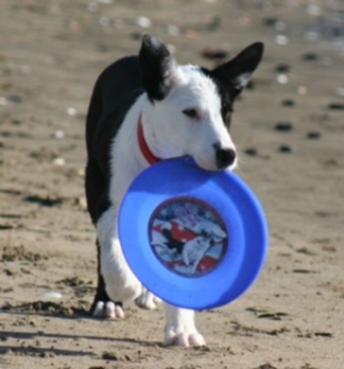 frisbeewithhisfrisbee_3002