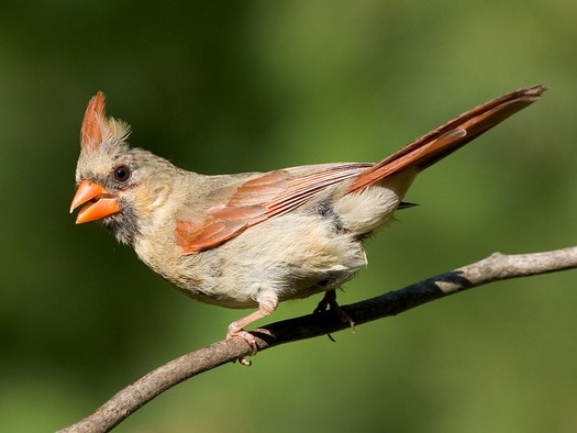 Female_cardinal