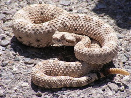 rattlesnake