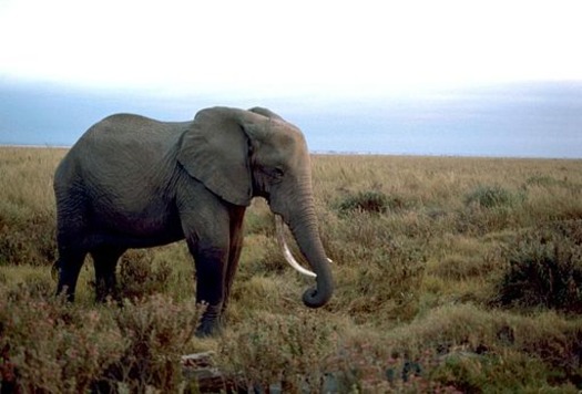 512px-African_elephant_male