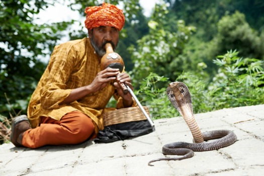 Cobra snake charmer