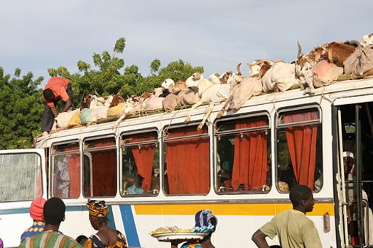 Goats Eid Mali