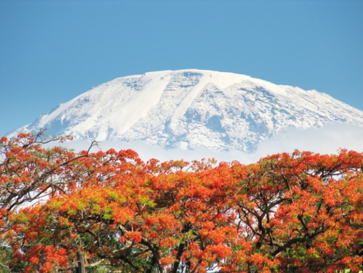 Trees on Mt. Kilimanjaro