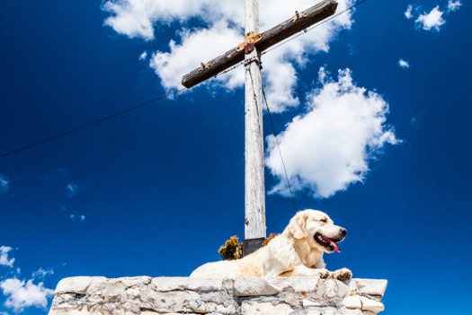 Dog in Heaven