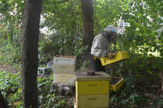 PRINT RNS-BEES-JEWISH e