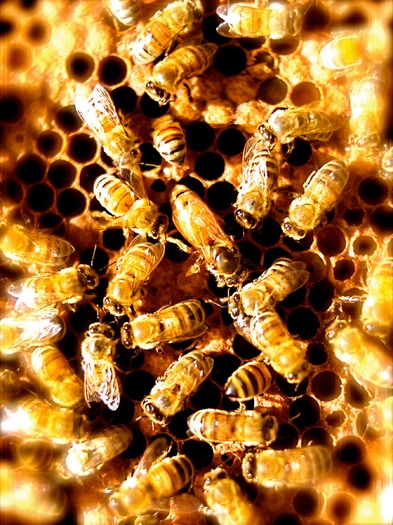 PRINT RNS-BEES-JEWISH d