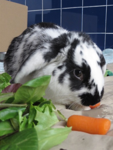 High resolution version of RNS-PETA-EUTHANASIA031215c.jpg