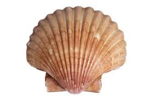 scallop